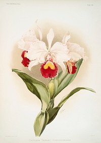 Cattleya trianaei schroederiana from Reichenbachia Orchids (1888-1894) illustrated by Frederick Sander (1847-1920). Original from The New York Public Library. Digitally enhanced by rawpixel.