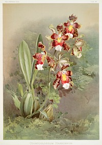 Odontoglossum harryanum from Reichenbachia Orchids (1888-1894) illustrated by <a href="https://www.rawpixel.com/search/Frederick%20Sander?&amp;page=1">Frederick Sander</a> (1847-1920). Original from The New York Public Library. Digitally enhanced by rawpixel.
