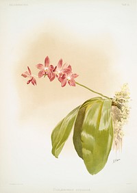 Phal&aelig;nopsis speciosa from Reichenbachia Orchids (1888-1894) illustrated by <a href="https://www.rawpixel.com/search/Frederick%20Sander?&amp;page=1">Frederick Sander</a> (1847-1920). Original from The New York Public Library. Digitally enhanced by rawpixel.