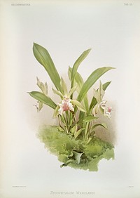 Zygopetalum wendlandi from Reichenbachia Orchids (1888-1894) illustrated by Frederick Sander (1847-1920). Original from The New York Public Library. Digitally enhanced by rawpixel.
