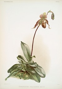Cypripedium selligerum majus from Reichenbachia Orchids (1888-1894) illustrated by Frederick Sander (1847-1920). Original from The New York Public Library. Digitally enhanced by rawpixel.