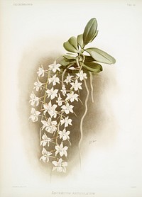 Angr&aelig;cum articulatum from Reichenbachia Orchids (1888-1894) illustrated by <a href="https://www.rawpixel.com/search/Frederick%20Sander?&amp;page=1">Frederick Sander</a> (1847-1920). Original from The New York Public Library. Digitally enhanced by rawpixel.