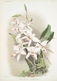 L&aelig;lia anceps sanderiana from Reichenbachia Orchids (1888-1894) illustrated by <a href="https://www.rawpixel.com/search/Frederick%20Sander?&amp;page=1">Frederick Sander</a> (1847-1920). Original from The New York Public Library. Digitally enhanced by rawpixel.