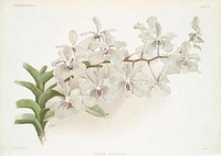 Vanda ccerulea from Reichenbachia Orchids (1888-1894) illustrated by <a href="https://www.rawpixel.com/search/Frederick%20Sander?&amp;page=1">Frederick Sander</a> (1847-1920). Original from The New York Public Library. Digitally enhanced by rawpixel.