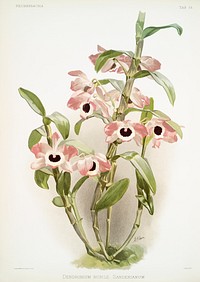 Dendrobium noile sanderianum from Reichenbachia Orchids (1888-1894) illustrated by <a href="https://www.rawpixel.com/search/Frederick%20Sander?&amp;page=1">Frederick Sander</a> (1847-1920). Original from The New York Public Library. Digitally enhanced by rawpixel.