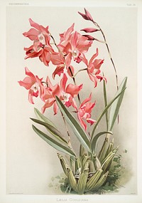 L&aelig;lia gouldiana from Reichenbachia Orchids (1888-1894) illustrated by <a href="https://www.rawpixel.com/search/Frederick%20Sander?&amp;page=1">Frederick Sander</a> (1847-1920). Original from The New York Public Library. Digitally enhanced by rawpixel.