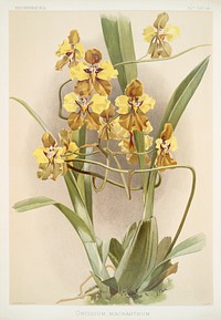 Oncidium macranthum from Reichenbachia Orchids (1888-1894) illustrated by <a href="https://www.rawpixel.com/search/Frederick%20Sander?&amp;page=1">Frederick Sander</a> (1847-1920). Original from The New York Public Library. Digitally enhanced by rawpixel.
