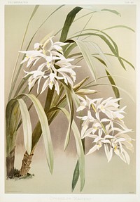 Cymbidium mastersi from Reichenbachia Orchids (1888-1894) illustrated by <a href="https://www.rawpixel.com/search/Frederick%20Sander?&amp;page=1">Frederick Sander</a> (1847-1920). Original from The New York Public Library. Digitally enhanced by rawpixel.