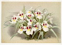 Odontoglossum roezlii from Reichenbachia Orchids (1888-1894) illustrated by <a href="https://www.rawpixel.com/search/Frederick%20Sander?&amp;page=1">Frederick Sander</a> (1847-1920). Original from The New York Public Library. Digitally enhanced by rawpixel.
