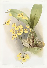 Oncidium ampliatum majus from Reichenbachia Orchids (1888-1894) illustrated by <a href="https://www.rawpixel.com/search/Frederick%20Sander?&amp;page=1">Frederick Sander</a> (1847-1920). Original from The New York Public Library. Digitally enhanced by rawpixel.