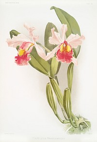 Cattleya warscewiczii from Reichenbachia Orchids (1888-1894) illustrated by <a href="https://www.rawpixel.com/search/Frederick%20Sander?&amp;page=1">Frederick Sander</a> (1847-1920). Original from The New York Public Library. Digitally enhanced by rawpixel.