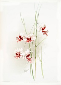 Vanda hookeriana from Reichenbachia Orchids (1888-1894) illustrated by <a href="https://www.rawpixel.com/search/Frederick%20Sander?&amp;page=1">Frederick Sander</a> (1847-1920). Original from The New York Public Library. Digitally enhanced by rawpixel.