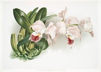 Cattleya labiata gaskelliana from Reichenbachia Orchids (1888-1894) illustrated by <a href="https://www.rawpixel.com/search/Frederick%20Sander?&amp;page=1">Frederick Sander</a> (1847-1920). Original from The New York Public Library. Digitally enhanced by rawpixel.