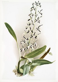 Epidendrum prismatocarpum from Reichenbachia Orchids (1888-1894) illustrated by Frederick Sander (1847-1920). Original from The New York Public Library. Digitally enhanced by rawpixel.