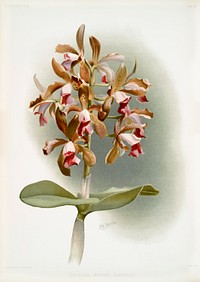 Cattleya guttata leopoldi from Reichenbachia Orchids (1888-1894) illustrated by Frederick Sander (1847-1920). Original from The New York Public Library. Digitally enhanced by rawpixel.