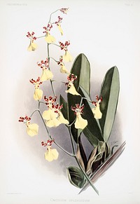 Oncidium splendidum from Reichenbachia Orchids (1888-1894) illustrated by <a href="https://www.rawpixel.com/search/Frederick%20Sander?&amp;page=1">Frederick Sander</a> (1847-1920). Original from The New York Public Library. Digitally enhanced by rawpixel.