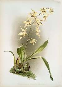 Odontoglossum hebraicum aspersum from Reichenbachia Orchids (1888-1894) illustrated by <a href="https://www.rawpixel.com/search/Frederick%20Sander?&amp;page=1">Frederick Sander</a> (1847-1920). Original from The New York Public Library. Digitally enhanced by rawpixel.
