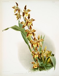 Odontoglossum luteo-purpureum prionopetalum from Reichenbachia Orchids (1888-1894) illustrated by <a href="https://www.rawpixel.com/search/Frederick%20Sander?&amp;page=1">Frederick Sander</a> (1847-1920). Original from The New York Public Library. Digitally enhanced by rawpixel.