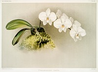 Phal&aelig;nopsis casta from Reichenbachia Orchids (1888-1894) illustrated by Frederick Sander (1847-1920). Original from The New York Public Library. Digitally enhanced by rawpixel.