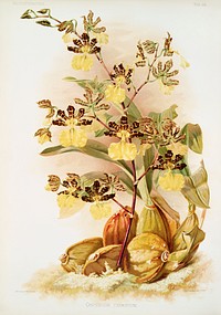 Oncidium tigrinum from Reichenbachia Orchids (1888-1894) illustrated by Frederick Sander (1847-1920). Original from The New York Public Library. Digitally enhanced by rawpixel.