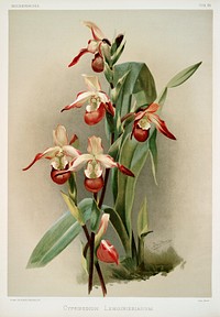Cypripedium lemoinierianum from Reichenbachia Orchids (1888-1894) illustrated by <a href="https://www.rawpixel.com/search/Frederick%20Sander?&amp;page=1">Frederick Sander</a> (1847-1920). Original from The New York Public Library. Digitally enhanced by rawpixel.