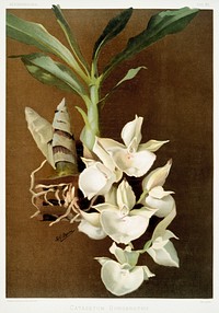 Catasetum bungerothii from Reichenbachia Orchids (1888-1894) illustrated by <a href="https://www.rawpixel.com/search/Frederick%20Sander?&amp;page=1">Frederick Sander</a> (1847-1920). Original from The New York Public Library. Digitally enhanced by rawpixel.