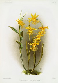Dendrobium brymerianum from Reichenbachia Orchids (1888-1894) illustrated by <a href="https://www.rawpixel.com/search/Frederick%20Sander?&amp;page=1">Frederick Sander</a> (1847-1920). Original from The New York Public Library. Digitally enhanced by rawpixel.