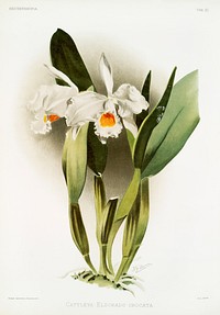 Cattleya eldorado crocata from Reichenbachia Orchids (1888-1894) illustrated by Frederick Sander (1847-1920). Original from The New York Public Library. Digitally enhanced by rawpixel.
