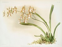 Odontoglossum sanderianum from Reichenbachia Orchids (1888-1894) illustrated by <a href="https://www.rawpixel.com/search/Frederick%20Sander?&amp;page=1">Frederick Sander</a> (1847-1920). Original from The New York Public Library. Digitally enhanced by rawpixel.