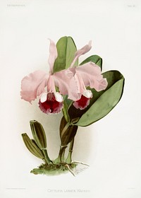 Cattleya labiata warneri from Reichenbachia Orchids (1888-1894) illustrated by <a href="https://www.rawpixel.com/search/Frederick%20Sander?&amp;page=1">Frederick Sander</a> (1847-1920). Original from The New York Public Library. Digitally enhanced by rawpixel.
