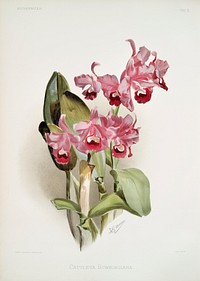 Cattleya Bowringiana from Reichenbachia Orchids (1888-1894) illustrated by <a href="https://www.rawpixel.com/search/Frederick%20Sander?&amp;page=1">Frederick Sander</a> (1847-1920). Original from The New York Public Library. Digitally enhanced by rawpixel.