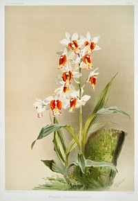 Phaius tuberculosus from Reichenbachia Orchids (1888-1894) illustrated by <a href="https://www.rawpixel.com/search/Frederick%20Sander?&amp;page=1">Frederick Sander</a> (1847-1920). Original from The New York Public Library. Digitally enhanced by rawpixel.
