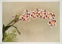 Odontoglossum crispum mundyanum from Reichenbachia Orchids (1888-1894) illustrated by <a href="https://www.rawpixel.com/search/Frederick%20Sander?&amp;page=1">Frederick Sander </a>(1847-1920). Original from The New York Public Library. Digitally enhanced by rawpixel.