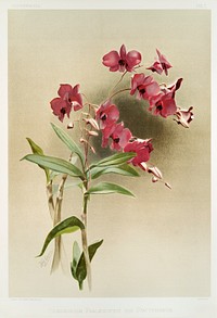 Dendrobium phal&aelig;nopsis var statterianum from Reichenbachia Orchids (1888-1894) illustrated by <a href="https://www.rawpixel.com/search/Frederick%20Sander?&amp;page=1">Frederick Sander </a>(1847-1920). Original from The New York Public Library. Digitally enhanced by rawpixel.