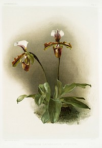 Cypripedium lathamianum inversum from Reichenbachia Orchids (1888-1894) illustrated by <a href="https://www.rawpixel.com/search/Frederick%20Sander?&amp;page=1">Frederick Sander </a>(1847-1920). Original from The New York Public Library. Digitally enhanced by rawpixel.