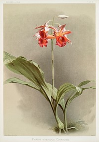 Phaius hybridus cooksonii from Reichenbachia Orchids (1888-1894) illustrated by Frederick Sander (1847-1920). Original from The New York Public Library. Digitally enhanced by rawpixel.