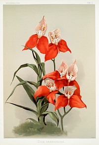 Disa grandiflora from Reichenbachia Orchids (1888-1894) illustrated by <a href="https://www.rawpixel.com/search/Frederick%20Sander?&amp;page=1">Frederick Sander</a> (1847-1920). Original from The New York Public Library. Digitally enhanced by rawpixel.