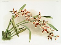 Odontoglossum coradinei from Reichenbachia Orchids (1888-1894) illustrated by <a href="https://www.rawpixel.com/search/Frederick%20Sander?&amp;page=1">Frederick Sander </a>(1847-1920). Original from The New York Public Library. Digitally enhanced by rawpixel.