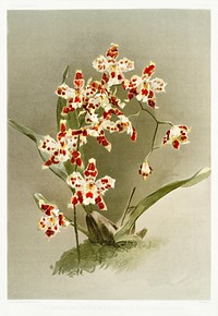 Odontoglossum wilckeanum var rothschildianum from Reichenbachia Orchids (1888-1894) illustrated by <a href="https://www.rawpixel.com/search/Frederick%20Sander?&amp;page=1">Frederick Sander</a> (1847-1920). Original from The New York Public Library. Digitally enhanced by rawpixel.