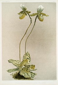 Cypripedium lawrenceanum hyeanum from Reichenbachia Orchids (1888-1894) illustrated by <a href="https://www.rawpixel.com/search/Frederick%20Sander?&amp;page=1">Frederick Sander</a> (1847-1920). Original from The New York Public Library. Digitally enhanced by rawpixel.