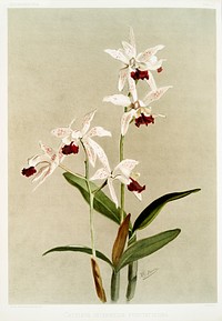 Cattleya intermedia punctatissima from Reichenbachia Orchids (1888-1894) illustrated by Frederick Sander (1847-1920). Original from The New York Public Library. Digitally enhanced by rawpixel.