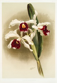 L&aelig;lia purpurata from Reichenbachia Orchids (1888-1894) illustrated by Frederick Sander (1847-1920). Original from The New York Public Library. Digitally enhanced by rawpixel.