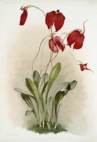 Masdevallia harryana splendens from Reichenbachia Orchids (1888-1894) illustrated by <a href="https://www.rawpixel.com/search/Frederick%20Sander?&amp;page=1">Frederick Sander</a> (1847-1920). Original from The New York Public Library. Digitally enhanced by rawpixel.