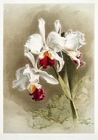 Cattleya mendellii var measuresiana from Reichenbachia Orchids (1888-1894) illustrated by <a href="https://www.rawpixel.com/search/Frederick%20Sander?&amp;page=1">Frederick Sander</a> (1847-1920). Original from The New York Public Library. Digitally enhanced by rawpixel.