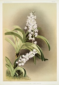 Saccolabium c&oelig;leste from Reichenbachia Orchids (1888-1894) illustrated by<a href="https://www.rawpixel.com/search/Frederick%20Sander?&amp;page=1"> Frederick Sander</a> (1847-1920). Original from The New York Public Library. Digitally enhanced by rawpixel.