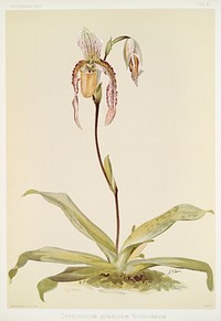 Cypripedium hybridum youngianum from Reichenbachia Orchids (1888-1894) illustrated by <a href="https://www.rawpixel.com/search/Frederick%20Sander?&amp;page=1">Frederick Sander</a> (1847-1920). Original from The New York Public Library. Digitally enhanced by rawpixel.
