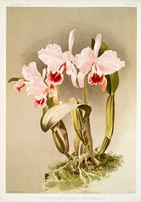 Cattleya labiata var luedemanniana from Reichenbachia Orchids (1888-1894) illustrated by Frederick Sander (1847-1920). Original from The New York Public Library. Digitally enhanced by rawpixel.