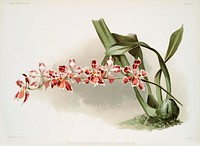 Odontoglossum (hybridum) leroyanum from Reichenbachia Orchids (1888-1894) illustrated by Frederick Sander (1847-1920). Original from The New York Public Library. Digitally enhanced by rawpixel.