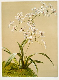 Odontoglossum ramosissimum from Reichenbachia Orchids (1888-1894) illustrated by <a href="https://www.rawpixel.com/search/Frederick%20Sander?&amp;page=1">Frederick Sander</a> (1847-1920). Original from The New York Public Library. Digitally enhanced by rawpixel.