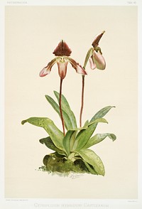 Cypripedium (hybridum) castleanum from Reichenbachia Orchids (1888-1894) illustrated by Frederick Sander (1847-1920). Original from The New York Public Library. Digitally enhanced by rawpixel.
